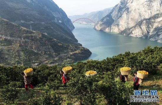 #（经济）（1）湖北秭归：又到脐橙丰收时